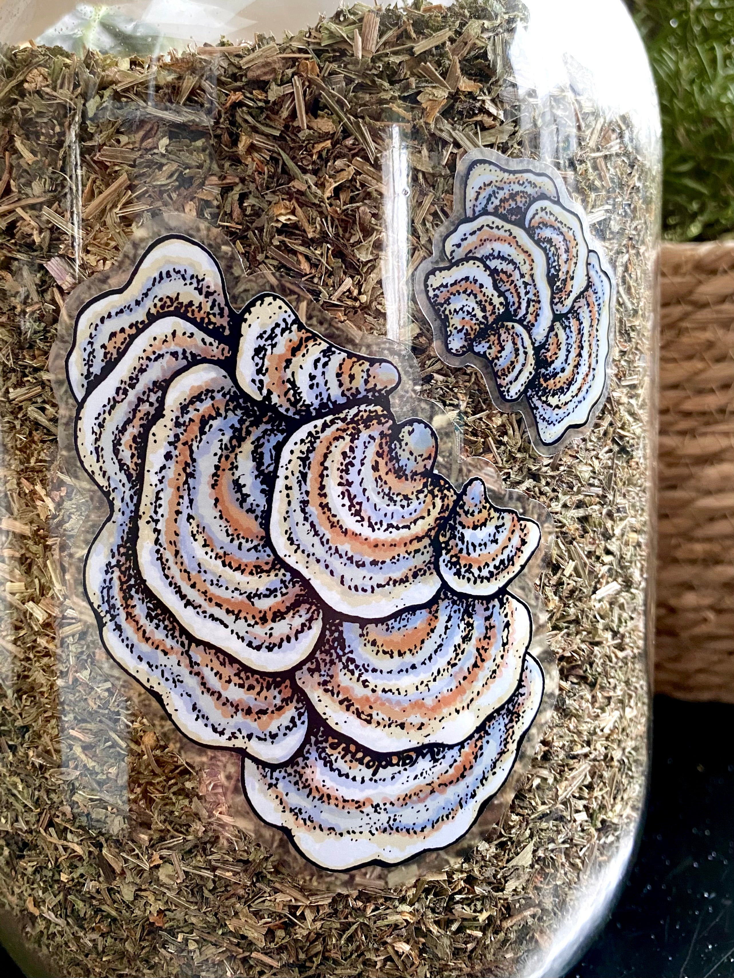 Turkey Tail Mushroom Sticker | Pair